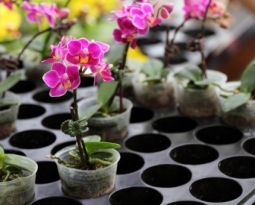 Cultivo de orquídeas em brita