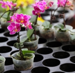 Cultivo de orquídeas em brita